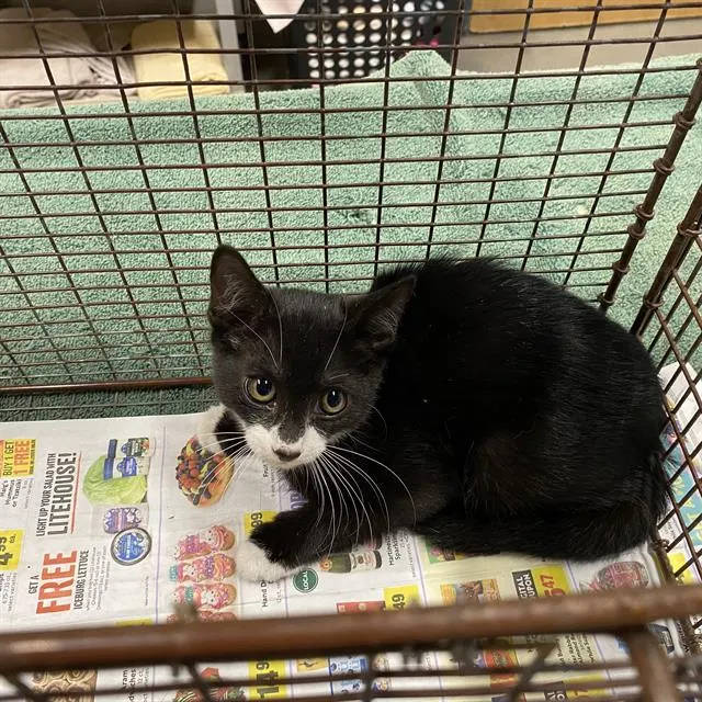 Adoptable Cat