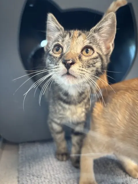 Sugar