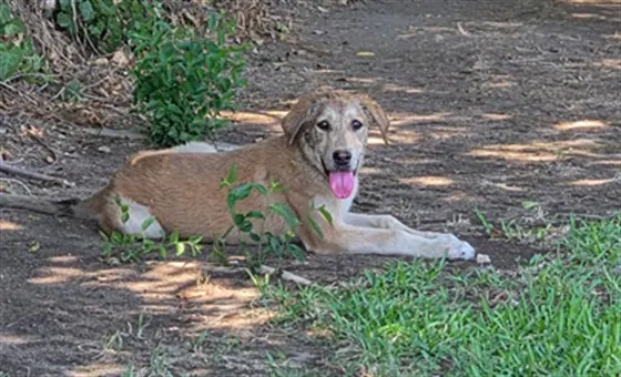 Adoptable Dog
