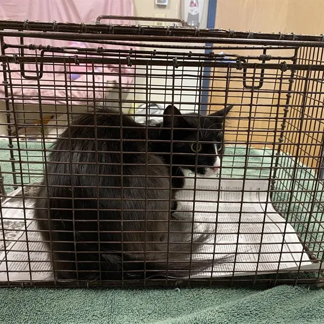 Adoptable Cat
