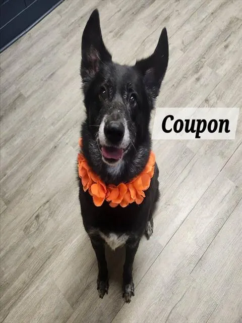Coupon