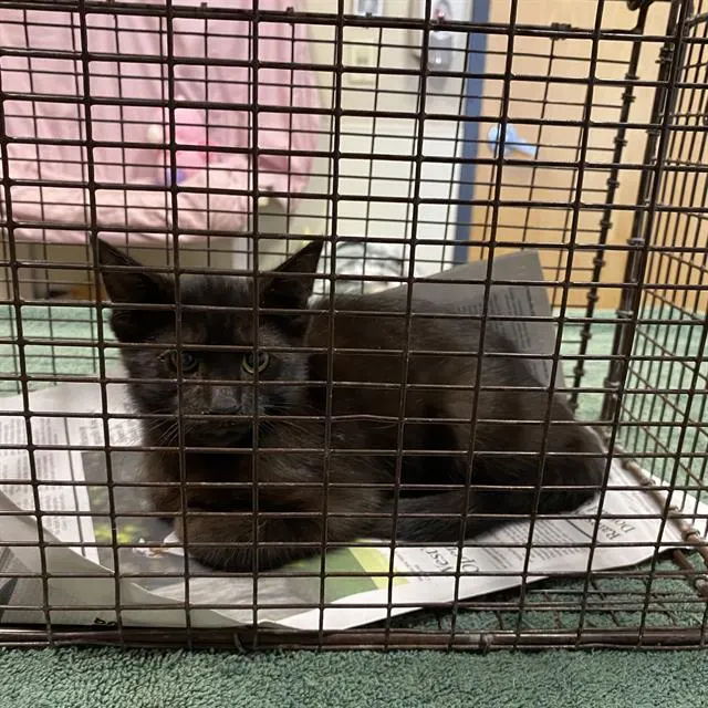 Adoptable Cat