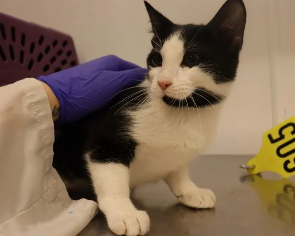 Adoptable Cat