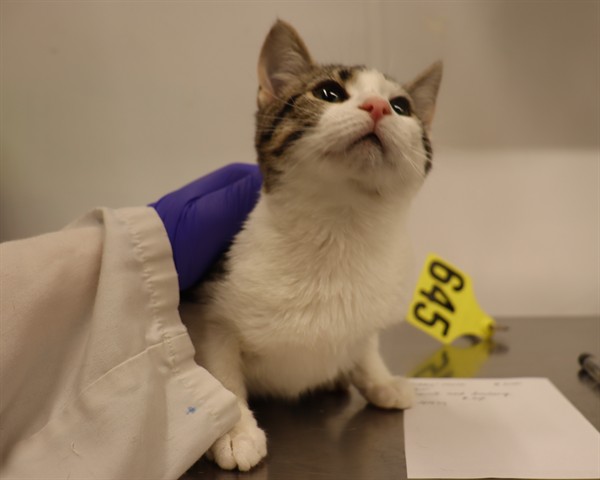 Adoptable Cat