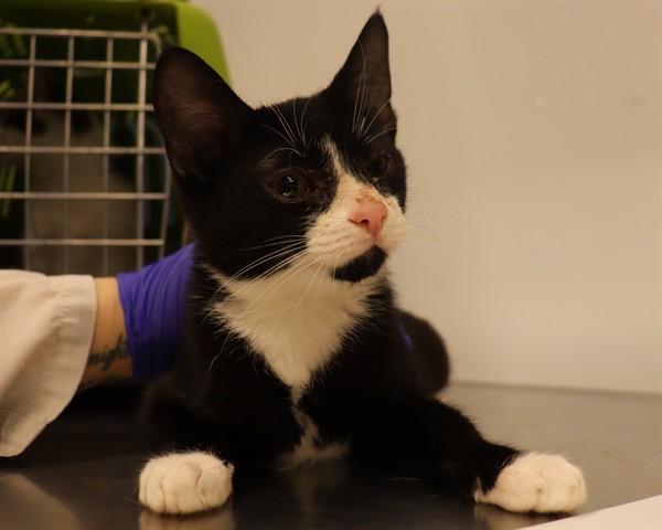 Adoptable Cat