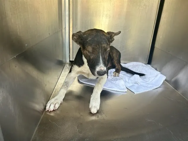 Adoptable Dog