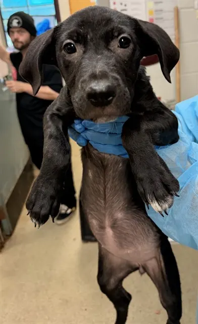 Adoptable Dog