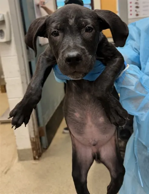 Adoptable Dog