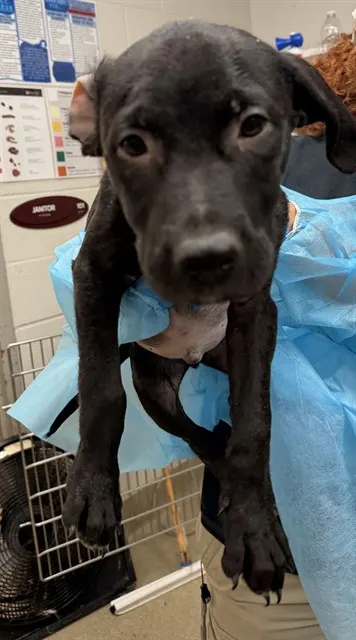 Adoptable Dog