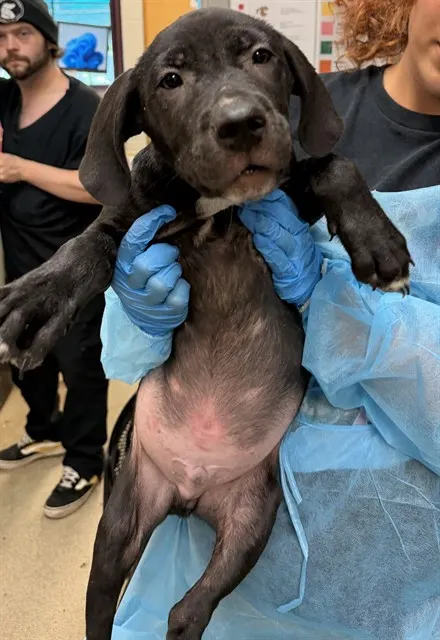 Adoptable Dog