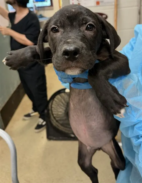 Adoptable Dog