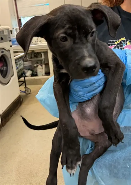 Adoptable Dog