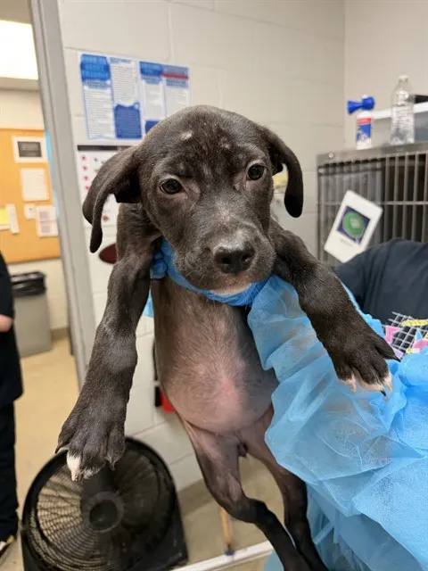 Adoptable Dog