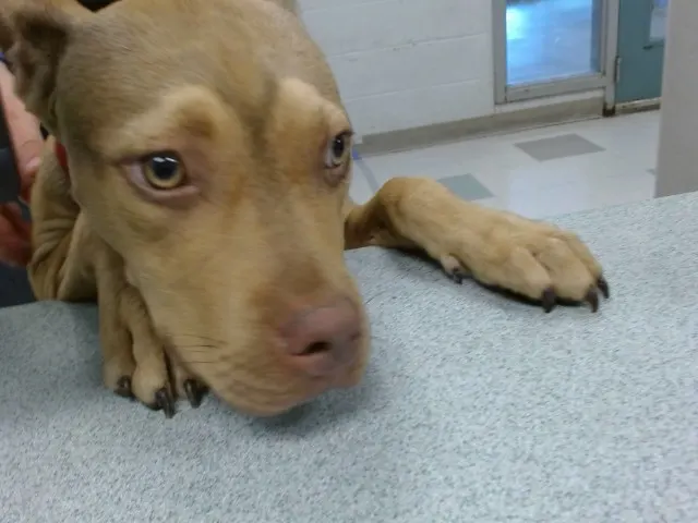Adoptable Dog