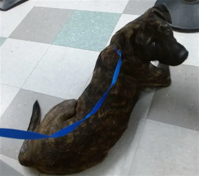Adoptable Dog