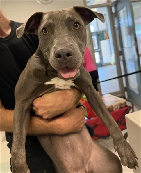 Adoptable Dog