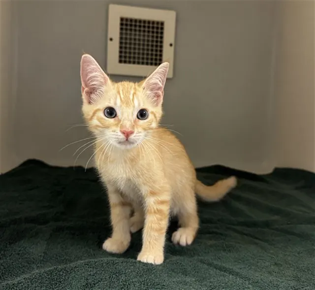 Little One