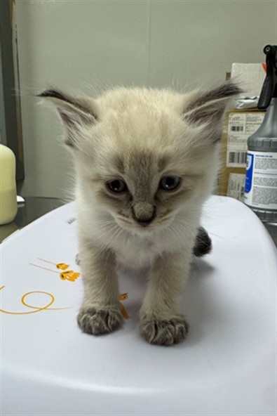 Oliver - Adoption Pending