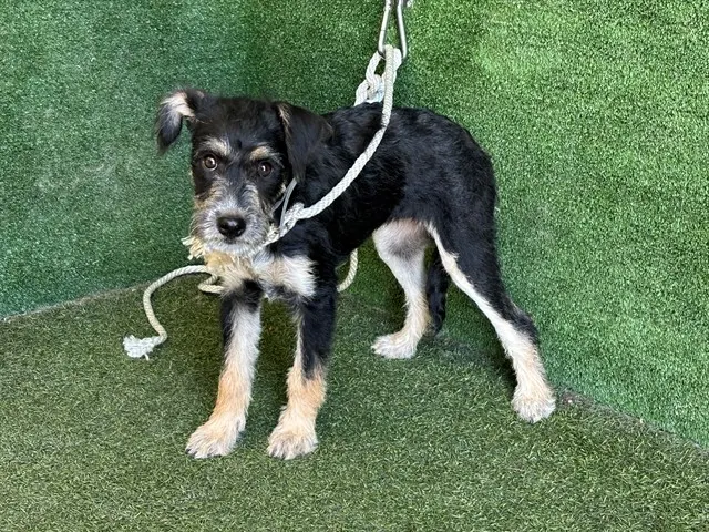 Adoptable Dog