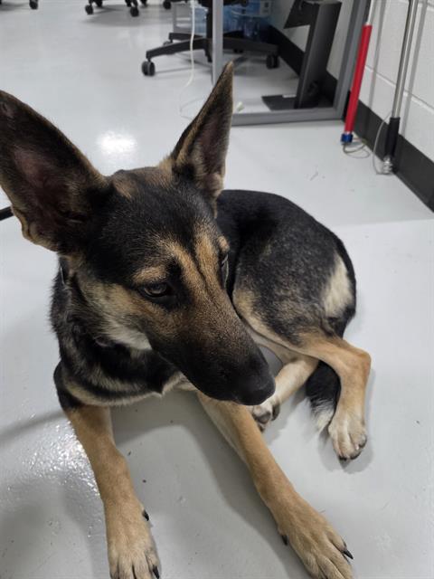 Adoptable Dog