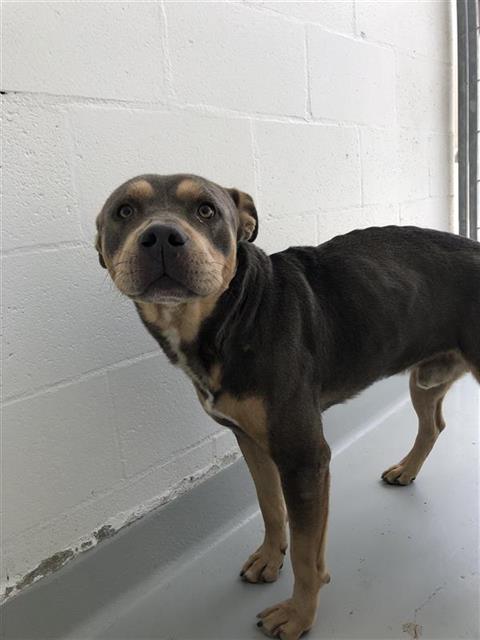 Adoptable Dog