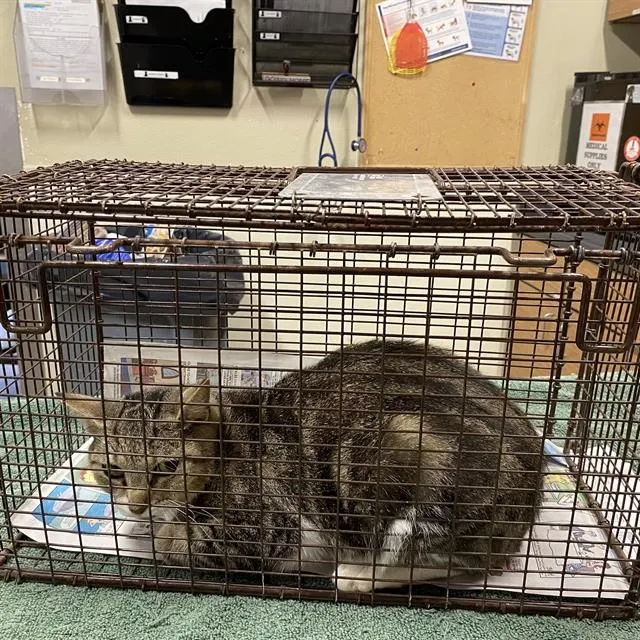 Adoptable Cat