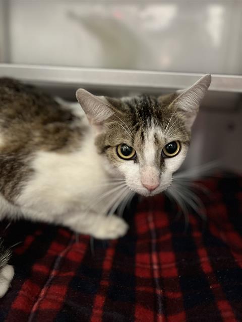 Adoptable Cat