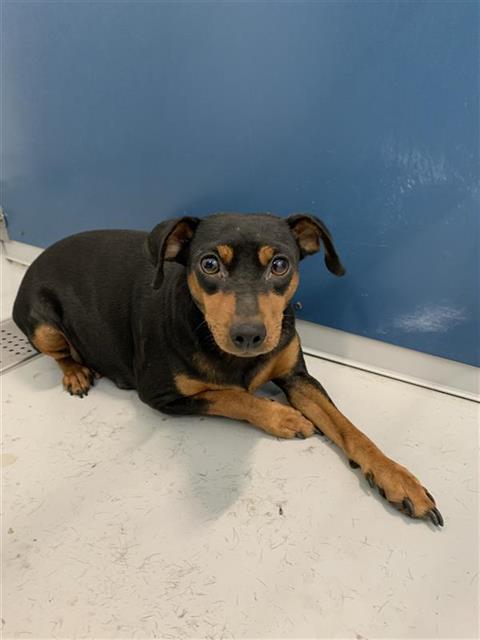 Adoptable Dog