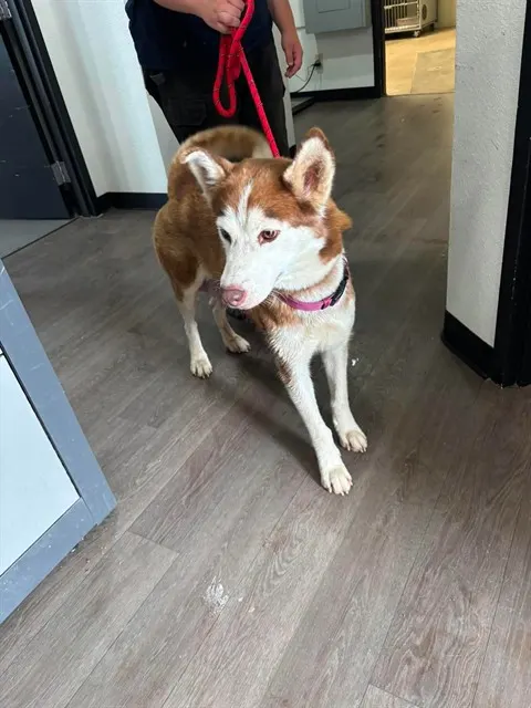 Maya