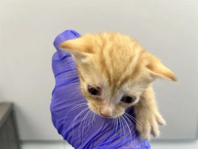 Cheeto