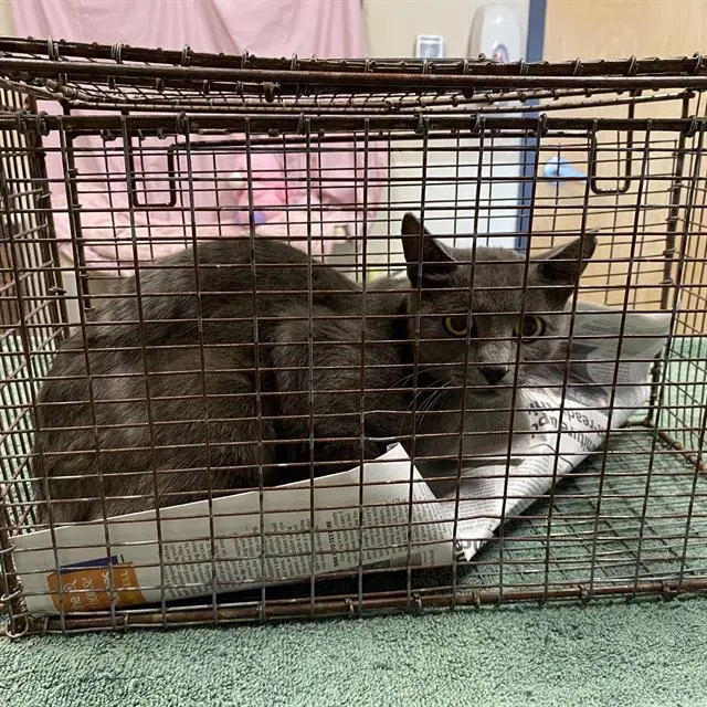 Adoptable Cat
