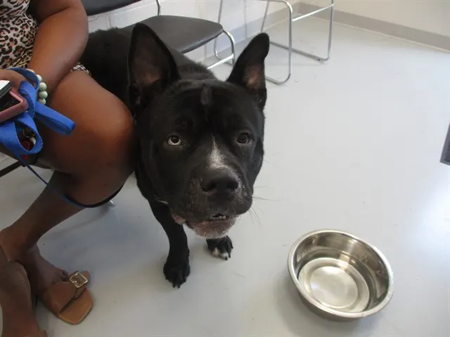 Adoptable Dog