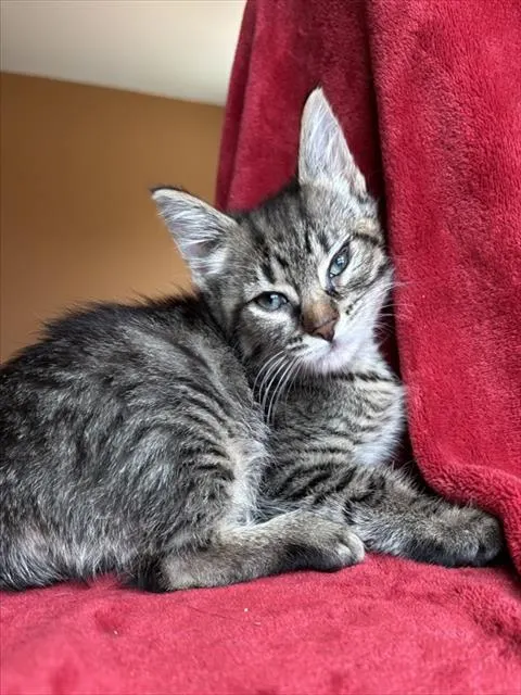 Bucatini