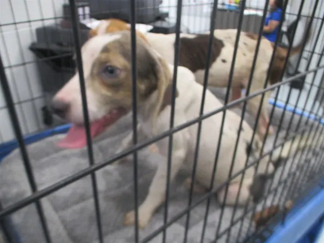 Adoptable Dog