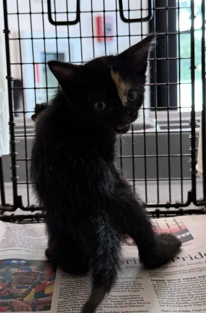 Adoptable Cat
