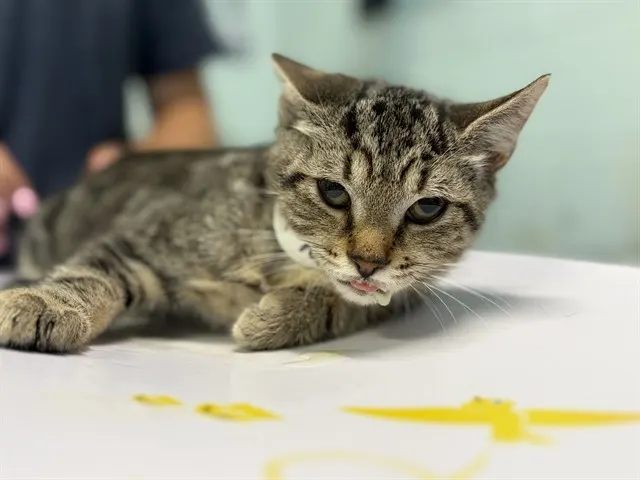 Craz-E-Art
