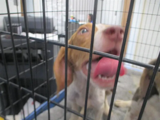 Adoptable Dog