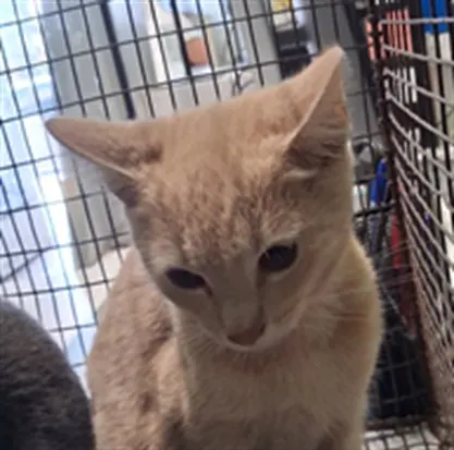 Adoptable Cat