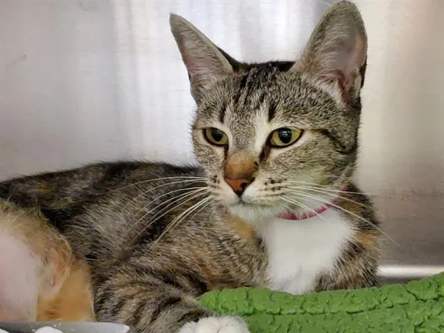 Lil Mama