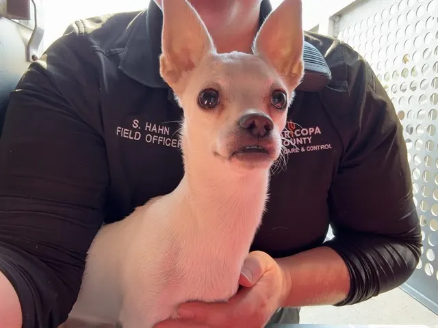Miso