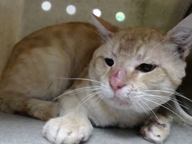 Adoptable Cat