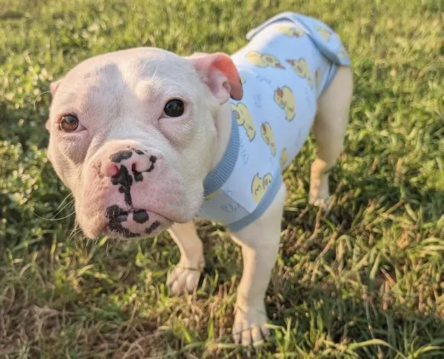 Tink-In Foster