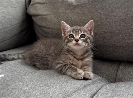 Mischa