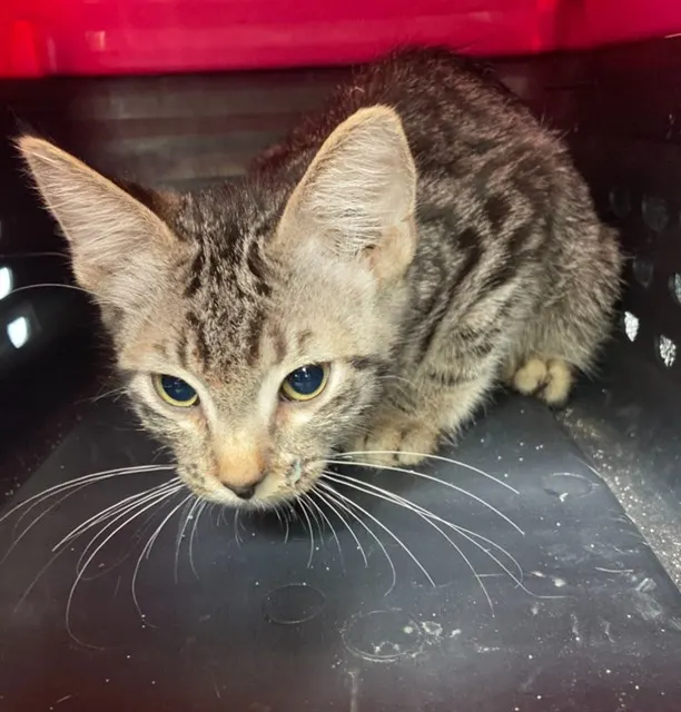 Adoptable Cat