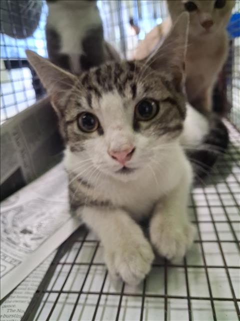 Adoptable Cat