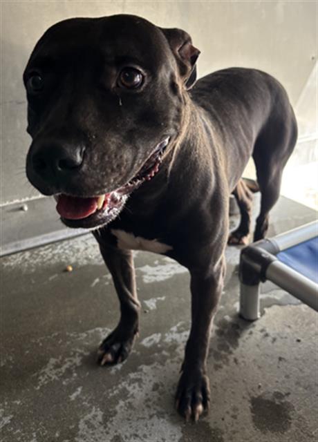 Adoptable Dog