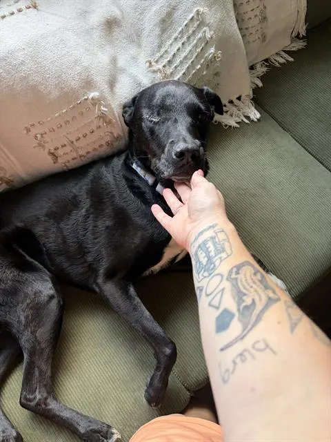Daisy