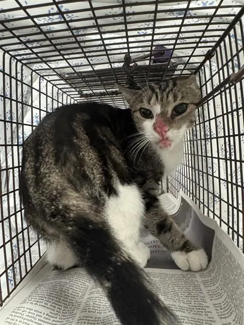 Adoptable Cat