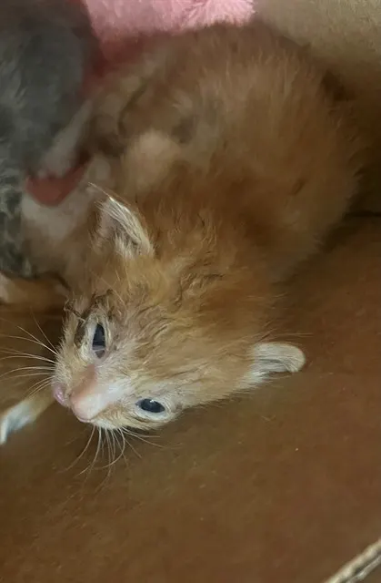 Adoptable Cat