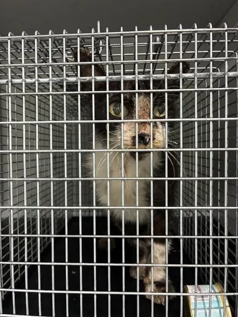 Adoptable Cat